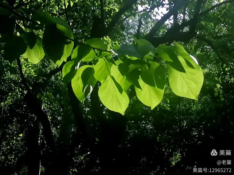 绿荫下，湖边，乘凉散步，手机拍。2025.6.4